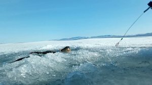 весенняя рыбалка на озере Гусиное