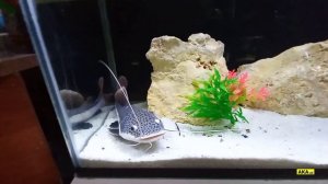 Namanganda ZOOMAGAZIN: Qushlar, Baliqlar, Sichqon, Toshbaqa haqida abzor. #namangan #zoo #magazin