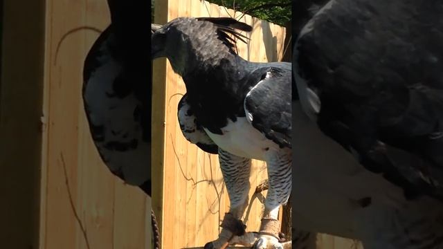 ONE OF THE WORLD'S LARGEST EAGLES !! The Great Harpy Eagle up close and personal!