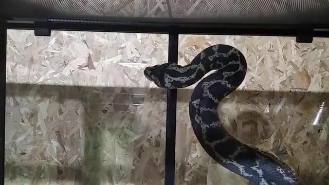 Ковровый питон (Morelia spilota) в движении. Одна из самых сильных змей относительно своего веса