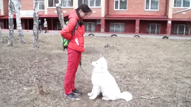 Самоедская Лайка.Контакт Глазами.Обучение.