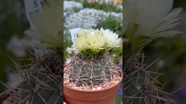 Gymnocalycium Andreae v. Grandiflorum cactus plant from flower buds to blooms | #shorts