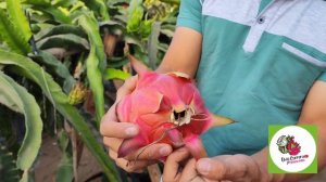 Boreal red vs Royal red? Variedades rojas autofertil?️#pitahaya #dragonfruit #pitayas #selenicereus