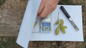 Бананчик розовый