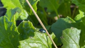 Крестоцветная блошка, как выглядит