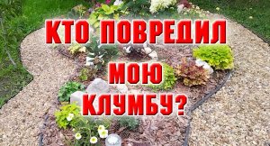 22 августа. Кто повредил мою клумбу