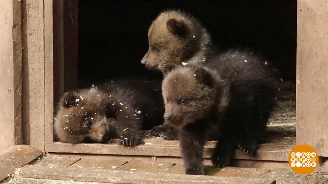 Новый дом для медвежат. Доброе утро. Фрагмент выпуска от 12.05.2023