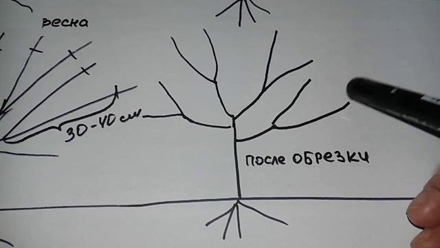 Обрезка абрикоса. 2 год после посадки. Формировка в виде чаши. смотреть онлайн
