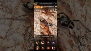 the ants underground kingdom яркий панцирный муравей новый бесплатный муравей топ на охрану