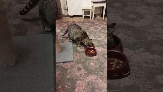 СТРАННОСТИ КОШИ . ЧТО С НЕЙ??