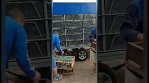 спортивные голуби Ростовской области , клуб ДОНСКОЙ ГОЛУБЬ