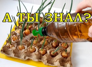 Гениальный способ выращивания ЗЕЛЕНОГО ЛУКА без земли???
