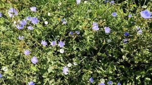 Как цветет цикорий. Показываю голубые полевые цветы у дороги, которые сейчас вовсю цветут на Кубани