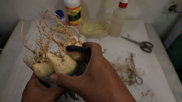 Adenium Arabicum GODJI. Change the Planting Media, Selection of Natural Roots. Desert Rose Bonsai смотреть онлайн