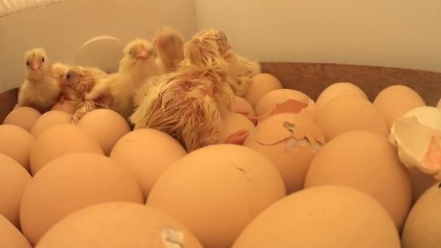 ВЫЛУПЛЕНИЕ ЦЫПЛЕНКА ИЗ ЯЙЦА   КАК ЭТО ПРОИСХОДИТ  Зауральское подворье