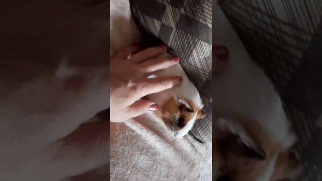 Интересные факты о содержании морских свинок смотреть онлайн