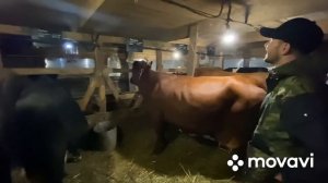 В гостях у отца Сергия ! Огромные коровы! Идеальный сарай для содержания КРС!