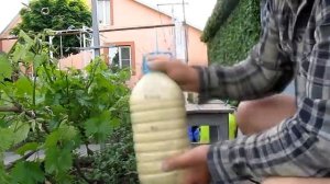 Важнейшая базовая обработка винограда. Как правильно сделать баковую смесь