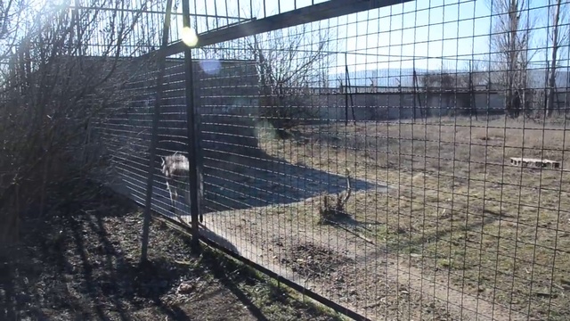 Размышления у вольера  с гиеной Симоном ! смотреть онлайн