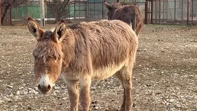 УРА! У херсонского ослика Даши праздник, ей СОЗДАЛИ СЕМЬЮ! смотреть онлайн