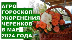 Агрогороскоп нарезки-укоренения черенков в мае 2024Agrohoroscope for rooting cuttings in May 2024