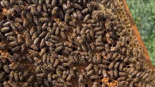 Пчелы. Поездка всей семьей на пасеку смотреть онлайн