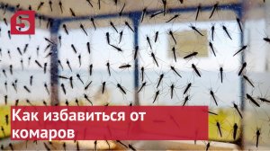 Как избавиться от комаров в доме или квартире.