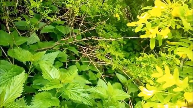 пчела на жёлтой акации (караганник) смотреть онлайн