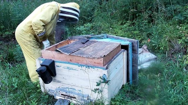Долголетие пчеловодов.avi смотреть онлайн