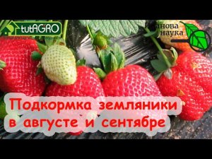 ЛУЧШАЯ ПОДКОРМКА КЛУБНИКИ и ЗЕМЛЯНИКИ в АВГУСТЕ и СЕНТЯБРЕ на большой урожай.