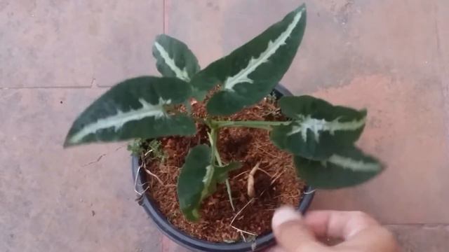 || SYNGONIUM WENDLANDII ||  CARE TIPS ||