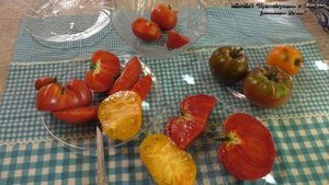 Вкусные томаты Загадка природы и Кенигсберг мне не подошли