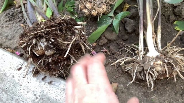 Каллы пересаживаю из цветника в вазон. Подготовка к зиме) смотреть онлайн