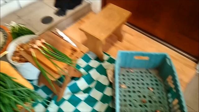 Тепличный бизнес весной. Ранняя зелень. Первый небольшой доход. смотреть онлайн