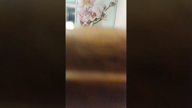 Кошечка сфинкс