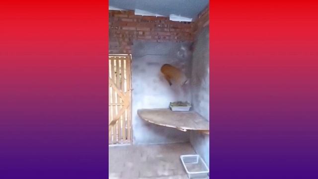 УГАРНЫЕ приколы из ТИК ТОКА №20 смотреть онлайн