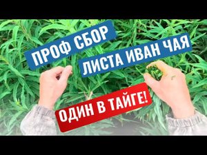 Таежный Иван чай, как собирают профессионалы листья кипрея