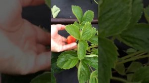 Клубника Лия Сахарная