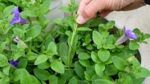 【挿し芽】成功率UP❢のため気を付けたこと、まとめ‼Increased Success rate of Cuttings🌱🌺