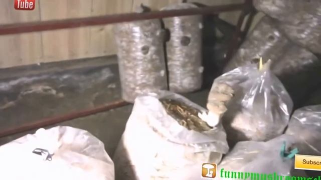 Вешенка королевская ерингии Ошибки при изготовлении грибных блоков по нестерильной технологии hd720