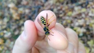 Polistes sp. (Latreille, 1802). Бумажная оса.