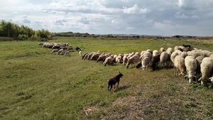 Келпи пасут овец