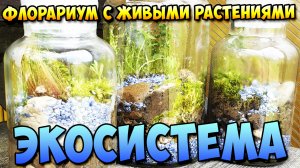 Флорариум с живыми растениями \ Экосистема