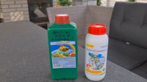 Грибковое заболевание голубой ели. Профилактика и методы лечения.