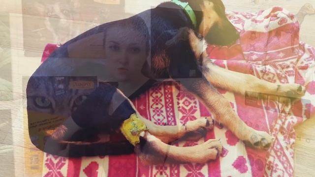 ЛЕЧЕНИЕ ЭНТЕРИТА У СОБАК. Советы Ветеринарного Врача. смотреть онлайн