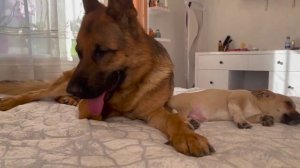 Овчарка дружит со щенком