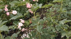 Как вырастить штамб для розы. СМОТРЕТЬ ДО КОНЦА и Вы все узнаете.