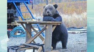 Как медведицы рожают во сне? Факты о том, как медведи выживают зимой