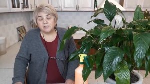 Уход за спатифиллумом. Мои цветы. Мой опыт.