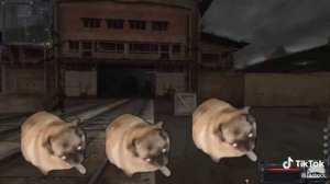 мопсы танцуют под легендарную музыку